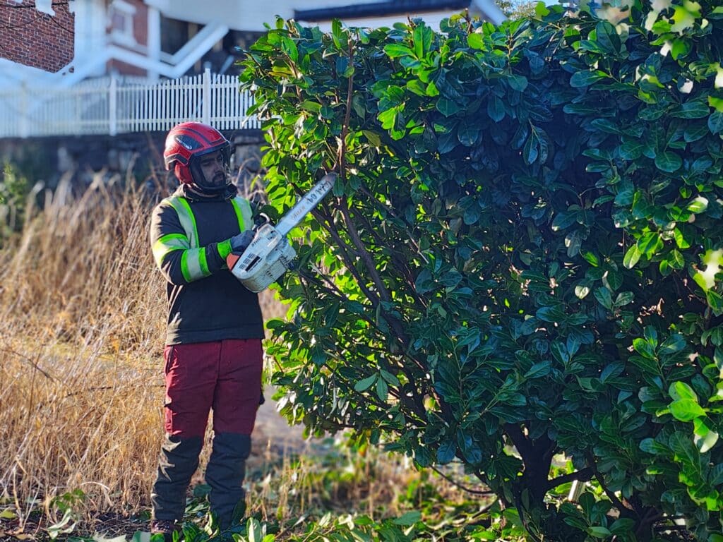 Høsten er et godt tidspunkt for rydding, beskjæring og klargjøring av uteområdene.